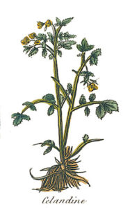 Herbal Remedies for Warts Image